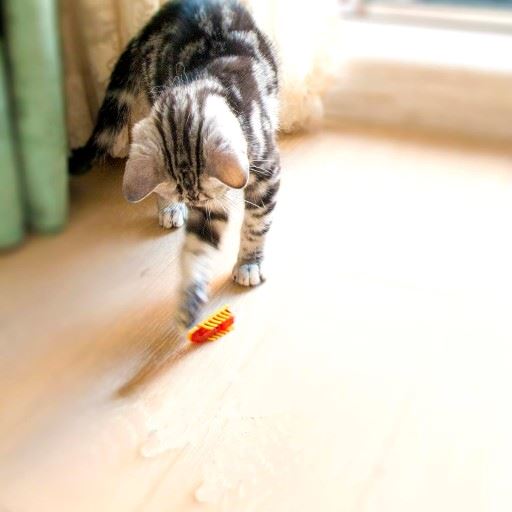 Jouet pour Chat - MiniInsecteToy™ - Scarabée Jaune - Mon chat mon roi