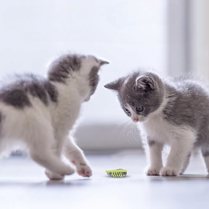 Jouet pour Chat - MiniInsecteToy™ - Scarabée Vert - Mon chat mon roi